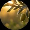 olivebranch27